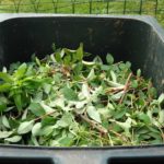 Collecte des déchets verts